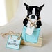 Bathtime Boston Terrier - Desk Decor Paper Doll