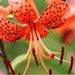 Tiger Lily Bulbs (garden fresh)