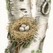 Cardinal's Nest In Birch Tree