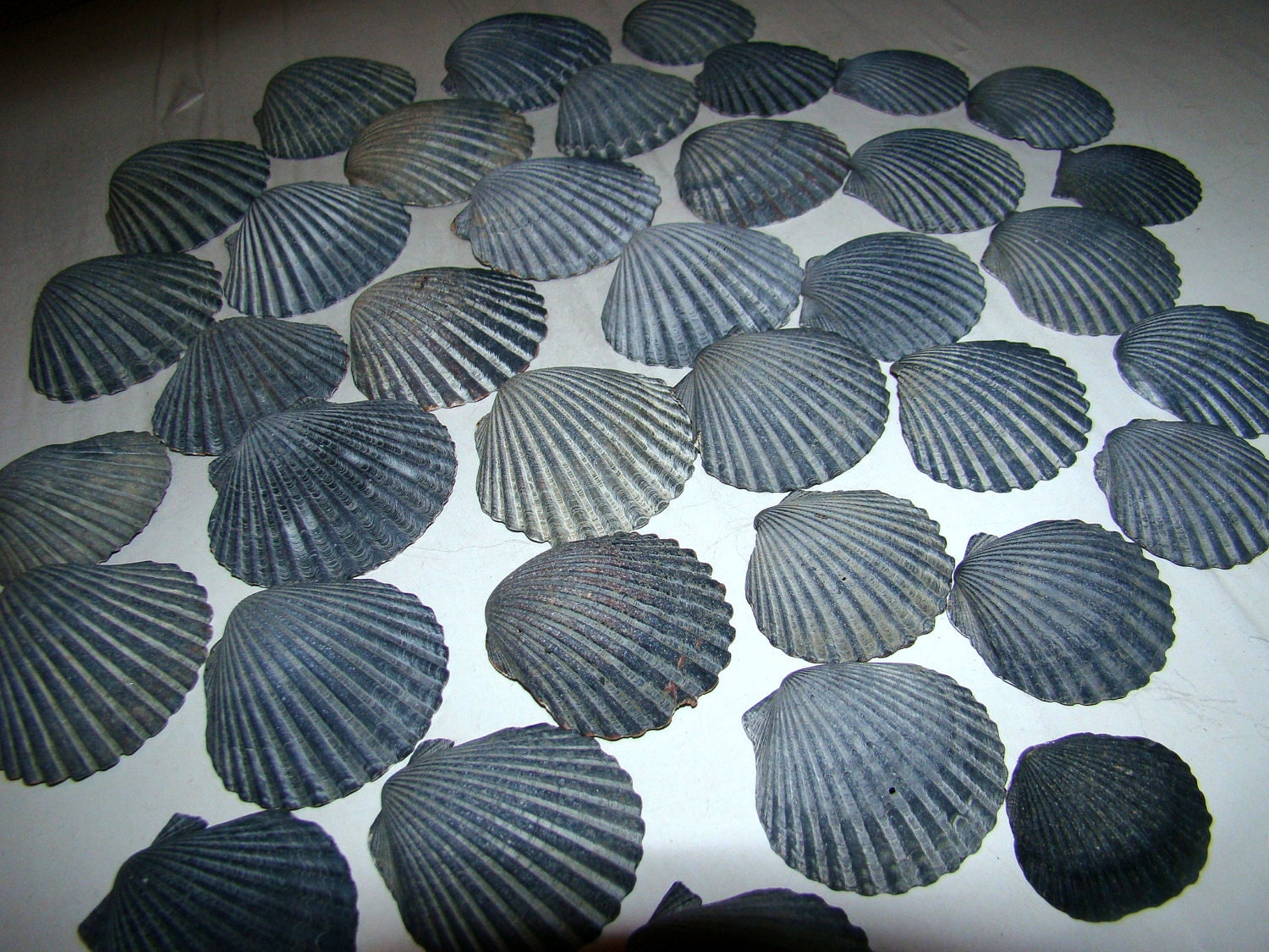 Black Scallop Seashells for your home decor or any project Lot