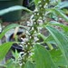 Motherwort Leonurus cardiaca Tincture Extract 1 oz