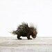 Baby Porcupine, 7 x 8 Fine Art Print