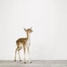 Baby Deer, 7 x 8 Fine Art Print