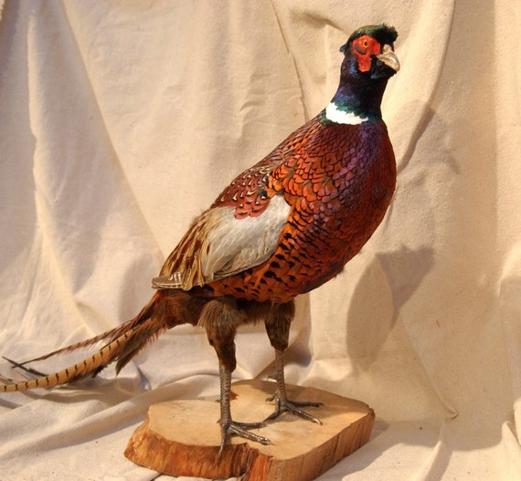 Items Similar To Beautiful Fall Thanksgiving Decor Antique Taxidermy ...