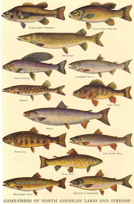 Vintage Book Illustrations Of Game Fish And Fur Bearing