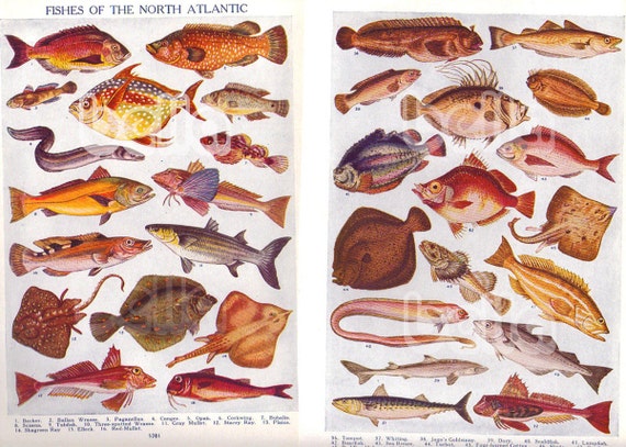 Illustrations Fish of the North Atlantic Ocean Pages from a