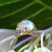 The Venus Lotus Ring in 18k Gold and Rose Cut Blue Rainbow Moonstone, Made to Order