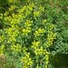 20 seeds rue ruta graveolens