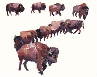 Bison Herd - Large Archival Print