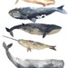 MADE TO ORDER Five Whales -Original watercolor painting