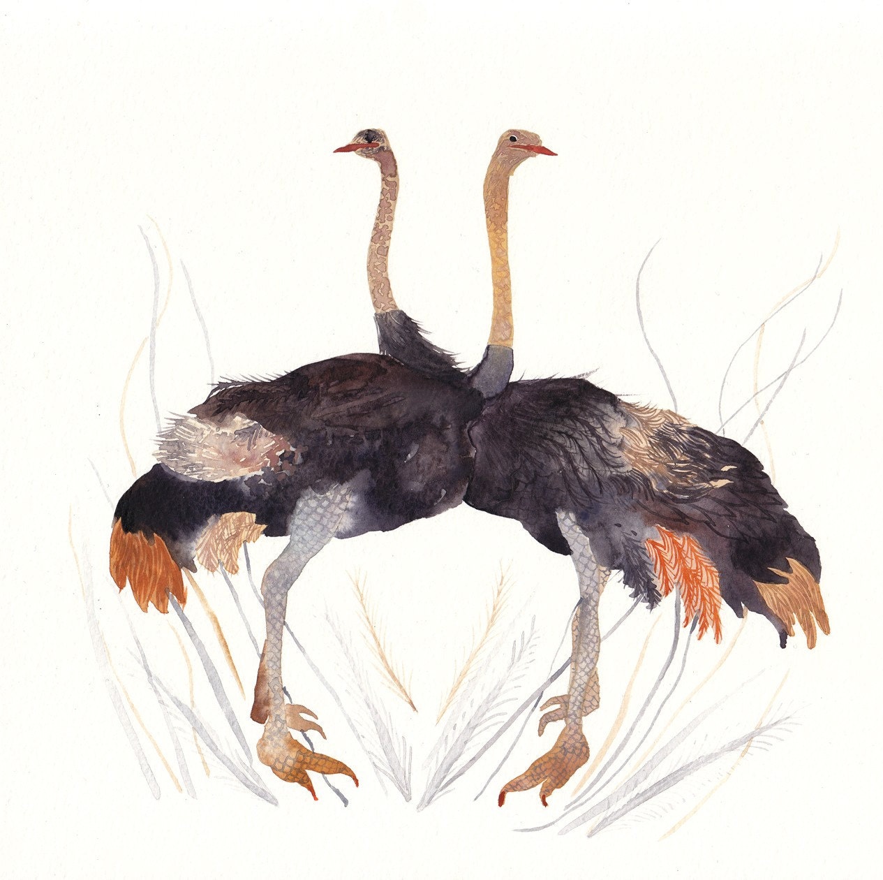 Ostrich Pair Original watercolor painting