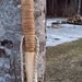 Woodland Walking stick - 60 inch maple Hiking staff with natural finish