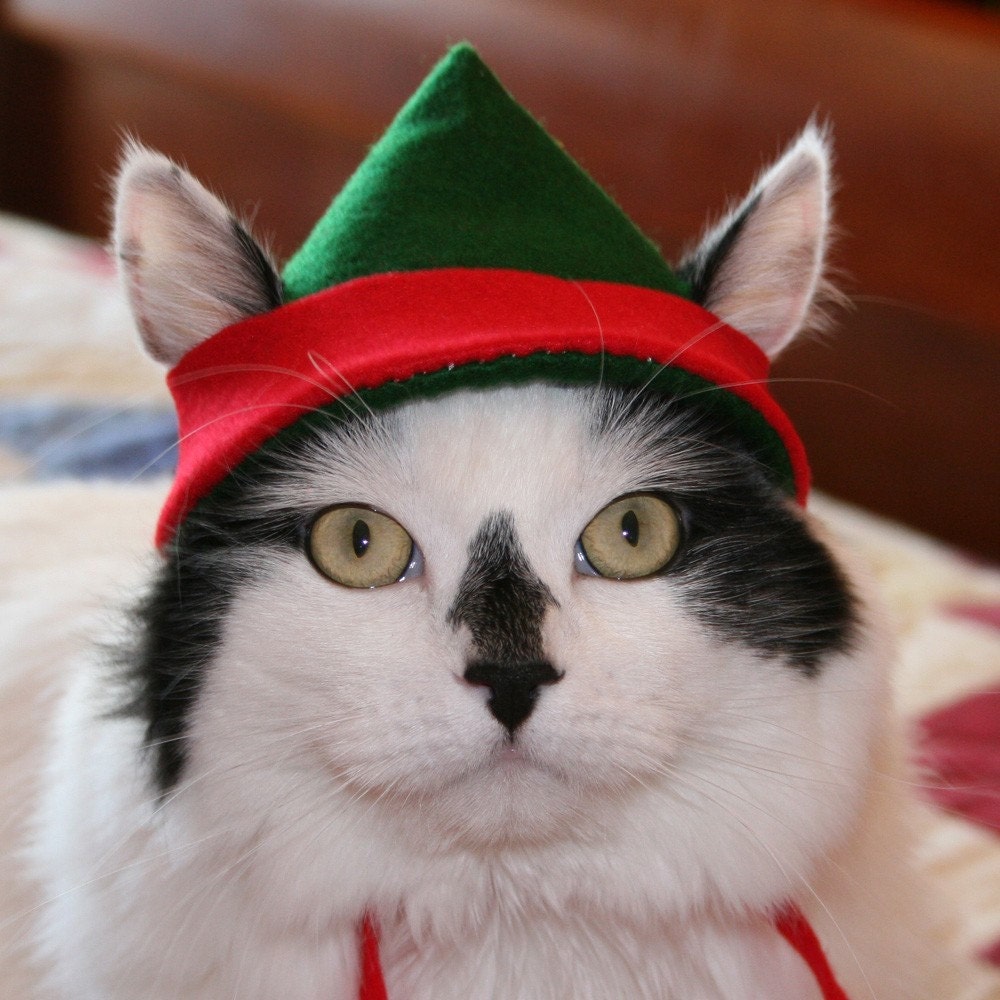 Green elf hat for kitty cat