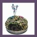Silk Pincushion - Decorative Sewing Pins - Sparkly Devore
