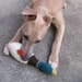Manfred The Mallard - Hand Knit Boil Felted Wool Dog Toy - Super Durable