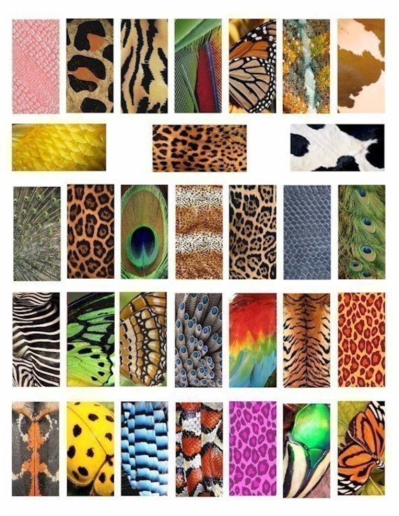 animal and insect skin patterns textures by DigitalGraphicsShop