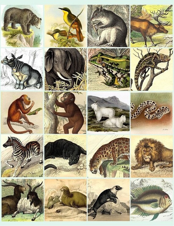 forest sea jungle animals zoo ART digital by DigitalGraphicsShop