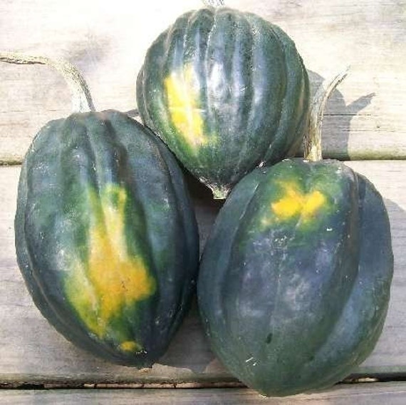 Organic Acorn Squash Seeds for your garden