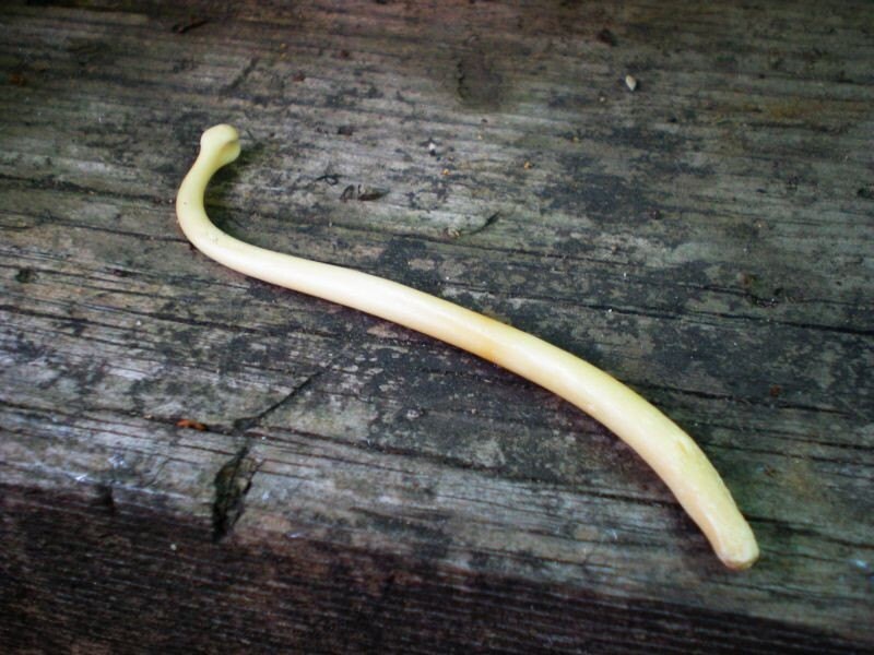 Raccoon Penis Bone