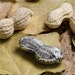 NEW - Sterling Silver Peanut Pendant- One of a Kind Natural Pendant