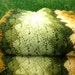 Vintage Green Yellow Orange 70s Long Striped Retro Picnic Time Yarn Crochet Handmade Blanket Wrap