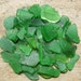 GREEN Bulk Beach Glass Great for crafts and mosaics