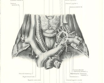 1926 Human Anatomy Print - Thoracic Duct - Vintage Antique Medical Anatomy Art Illustration for Doctor Hospital Office
