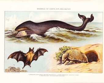 1903 Animal Print - Mammals - Vintage Antique Home Decor Book Plate Art Illustration for Framing 100 Years Old