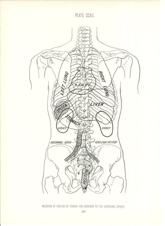 1926 Human Anatomy Print Internal Organs Vintage Antique