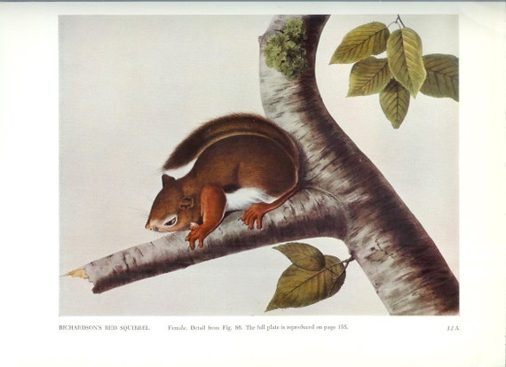 1951 Audubon Animal Print Red Squirrel Vintage Antique