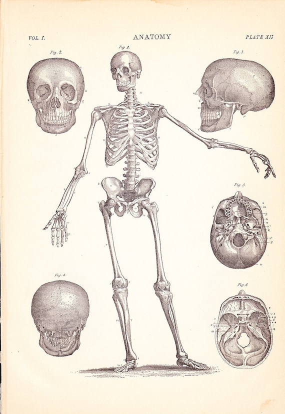 1901 Human Anatomy Print Skeletal System Front by Holcroft