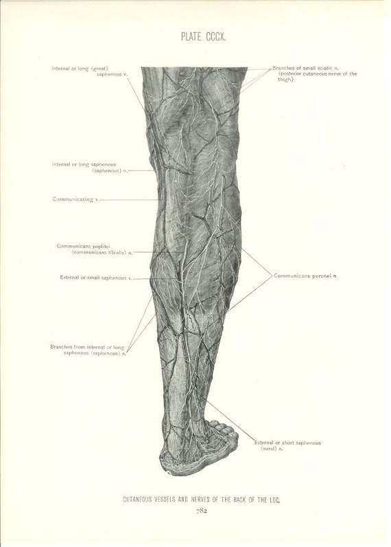 1926 Human Anatomy Print Vessels and Nerves of Leg Vintage