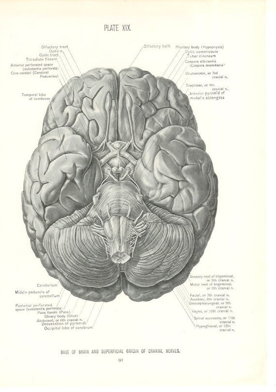 1926 Human Anatomy Print - Base of Brain - Vintage Antique Medical ...