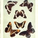 1908 Butterfly Print - Vintage Antique Book Plate for Natural Science or History Lover Great for Framing 100 Years Old