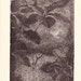 1901 Insect Print - Army Worm - Vintage Antique Book Plate for Natural Science or History Lover Great for Framing 100 Years Old