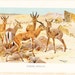 1904 Animal Print - Dorcas Gazelle - Vintage Antique Book Plate for Natural Science or History Lover Great for Framing 100 Years Old
