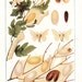 1902 Silkworm Print - Vintage Antique Art Illustration Book Plate Natural Science Great for Framing 100 Years Old