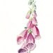 1900 Botany Print - Foxglove - Vintage Antique Flower Art Illustration Natural Science Great for Framing 100 Years Old