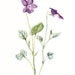 1900 Botany Print - Dog Violet - Vintage Antique Flower Art Illustration Book Plate Natural Science Great for Framing 100 Years Old