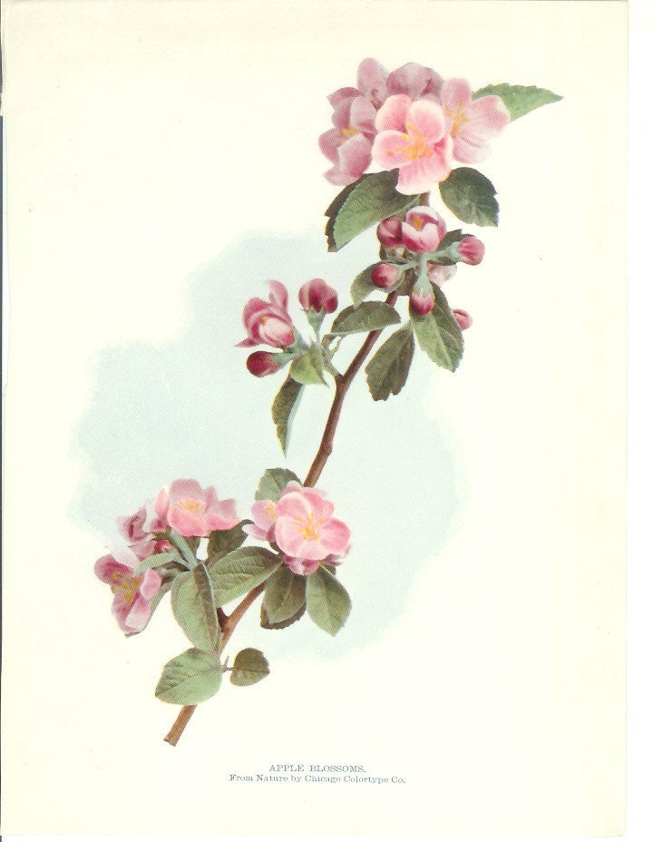 1900s Botany Print Apple Blossoms Vintage Home Decor