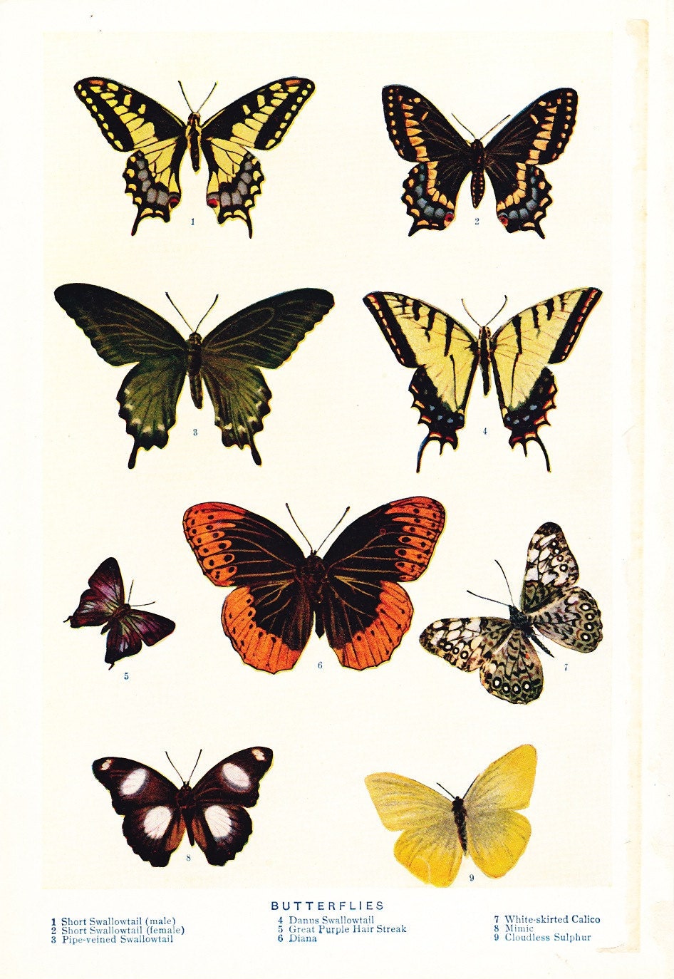 1909 Butterfly  Print  Vintage Antique Art Illustration Book