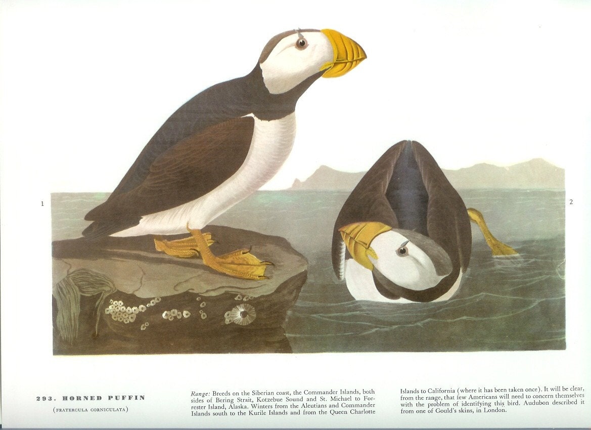 John James Audubon Bird Print Horned Puffin Vintage John James Audubon Bird Print Horned Puffin Vintage