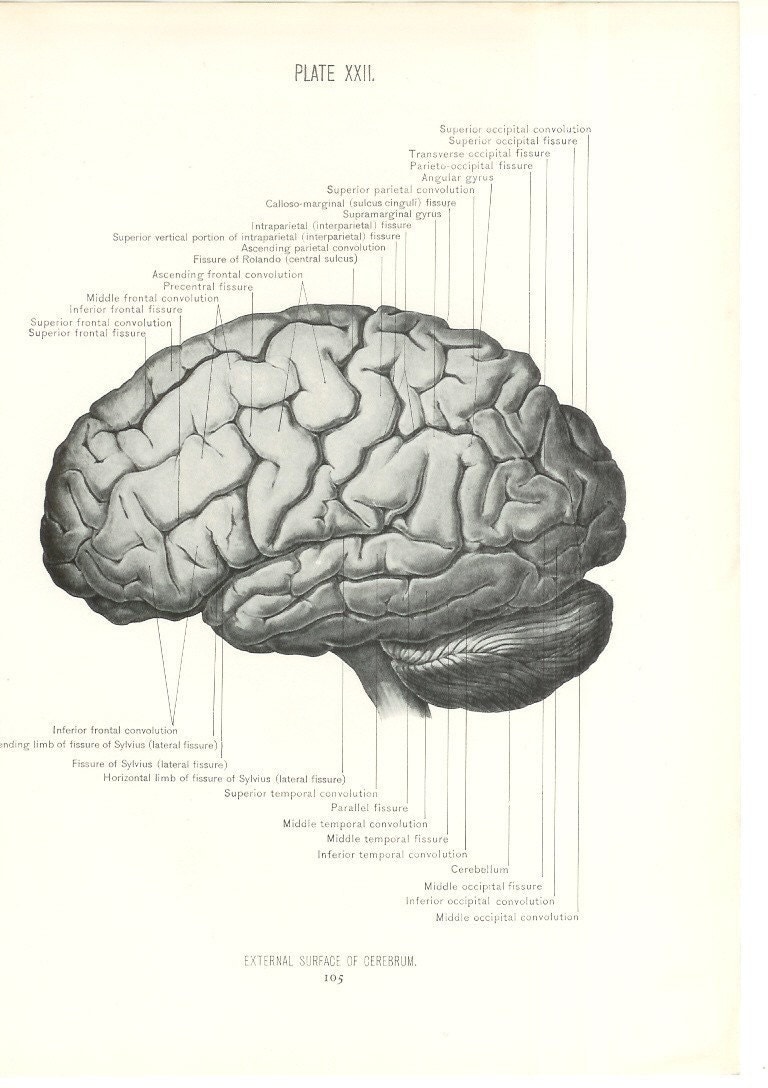 External Surface of Cerebrum (768×1088) | Anatomy art, Medical drawings ...