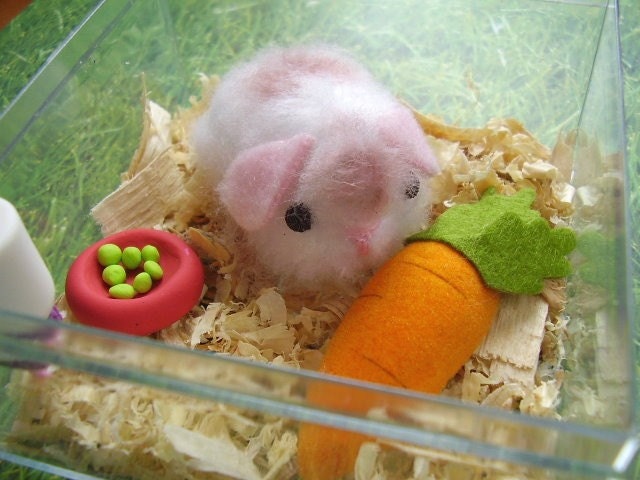 teddy bear guinea pig