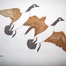 Vintage Marushka Geese Print