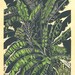 Yellow Bananas limited edtion, hand printed, hand signed in pencil by the artist, Black and White linocut