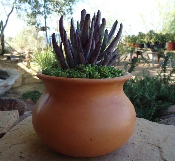 Cotyledon Chalk Fingers Violet Blue Succulent Plant