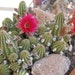 Peanut Cactus - Rose Quartz, Bright Red Blooms