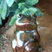 Terrarium Frog Miniatures Ceramic Toad figures glazed