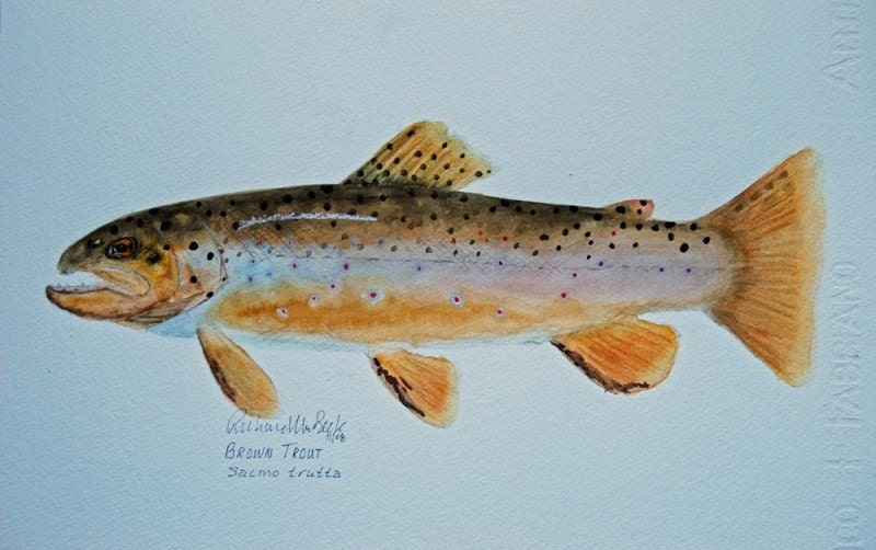 German Brown Trout Watercolor Original 11x17 Art by rbwatercolors